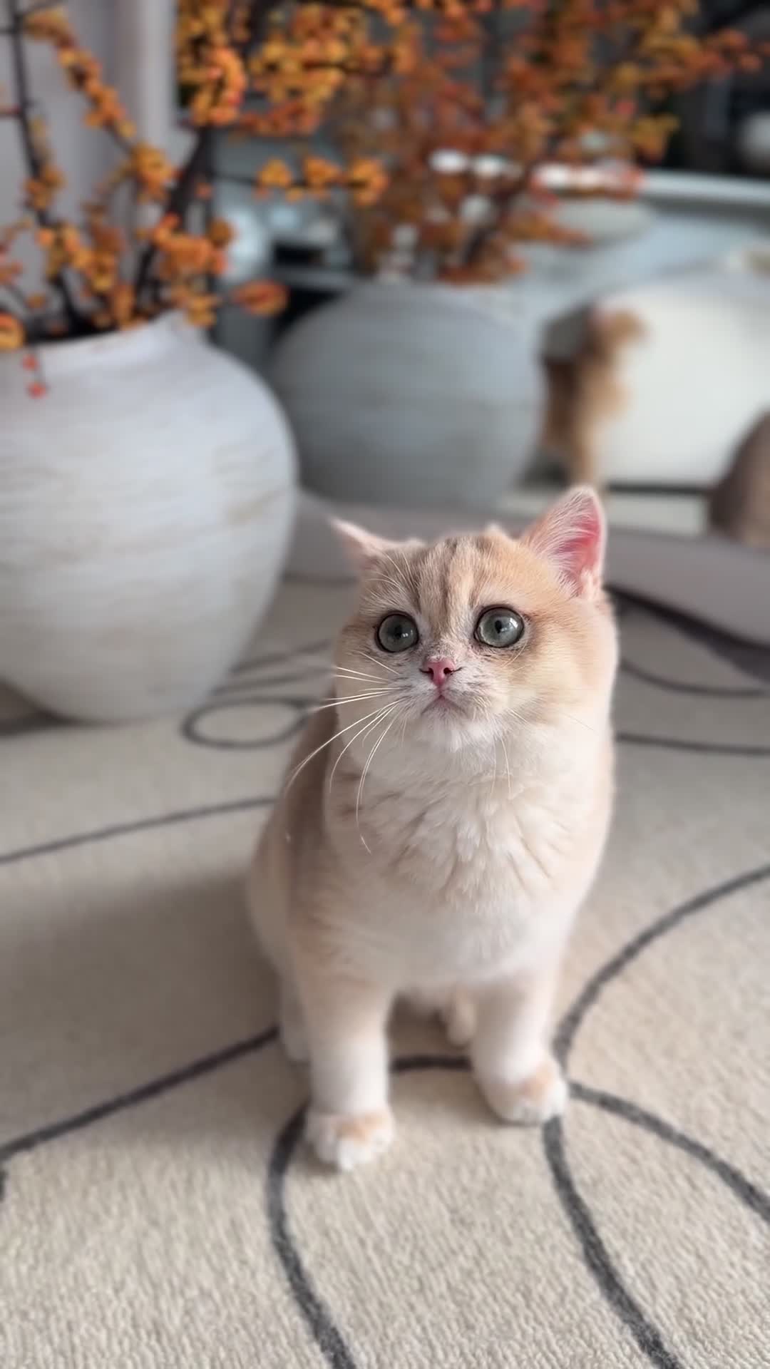 British Shorthair cats for sale: Lilac Golden British Shorthair kitten 🤍 - Video 1