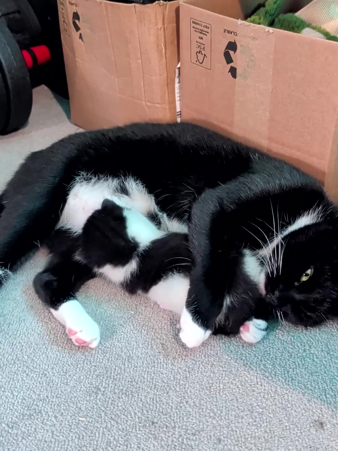 Domestic Shorthair cats for sale: Cute little black and white kitten - Video 3