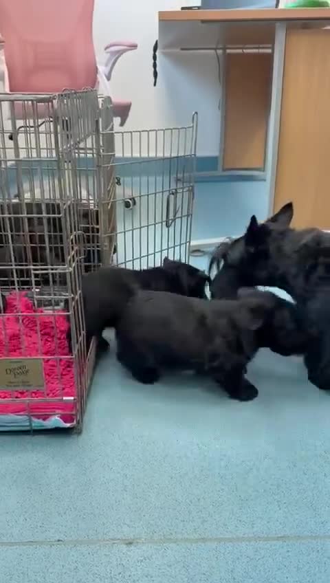 Scottish Terrier dogs for sale: Available Trained Scottish Terrier Pups. - Video 1