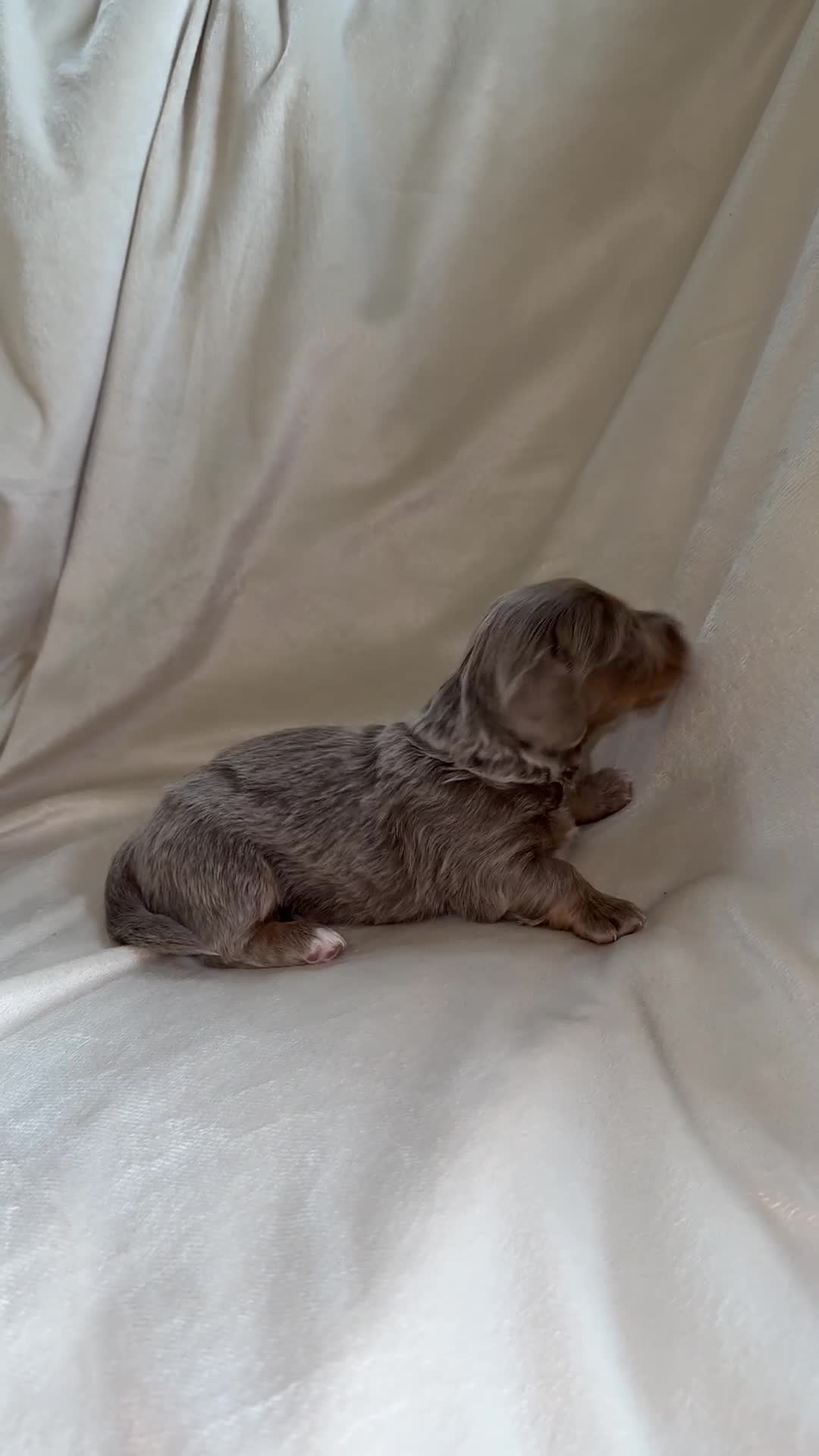 Miniature Dachshund dogs for sale: Long haired minature dachshunds - Video 2