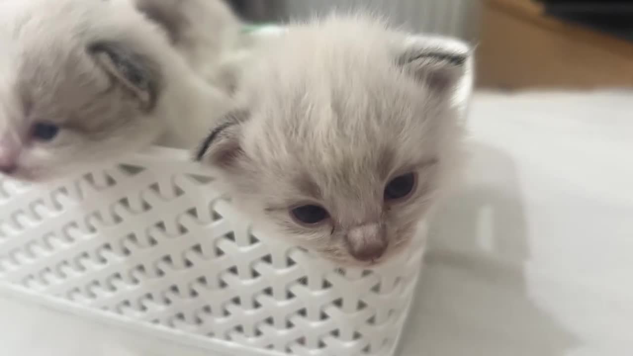 Siberian cats for sale: Pure bred siberian kittens  - Video 3