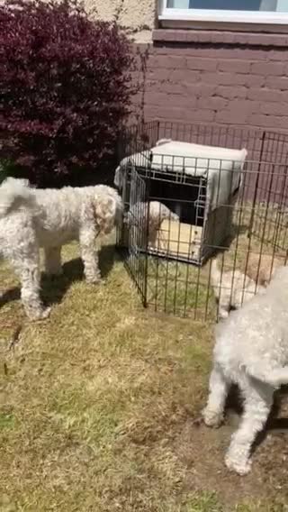 Cockapoo dogs for stud: Ralf.  in Dunfermline - Video 1