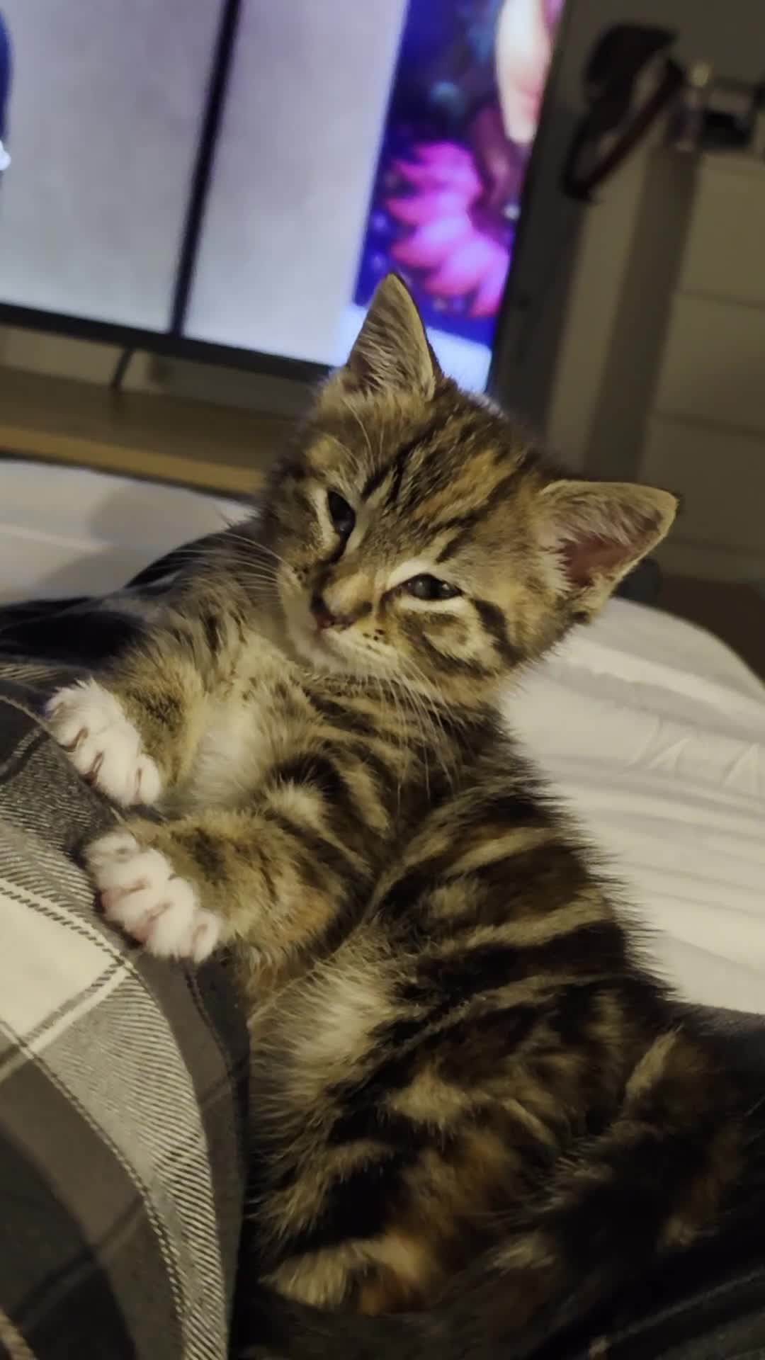 Mixed Breed cats for sale: Mixed breed - Video 1