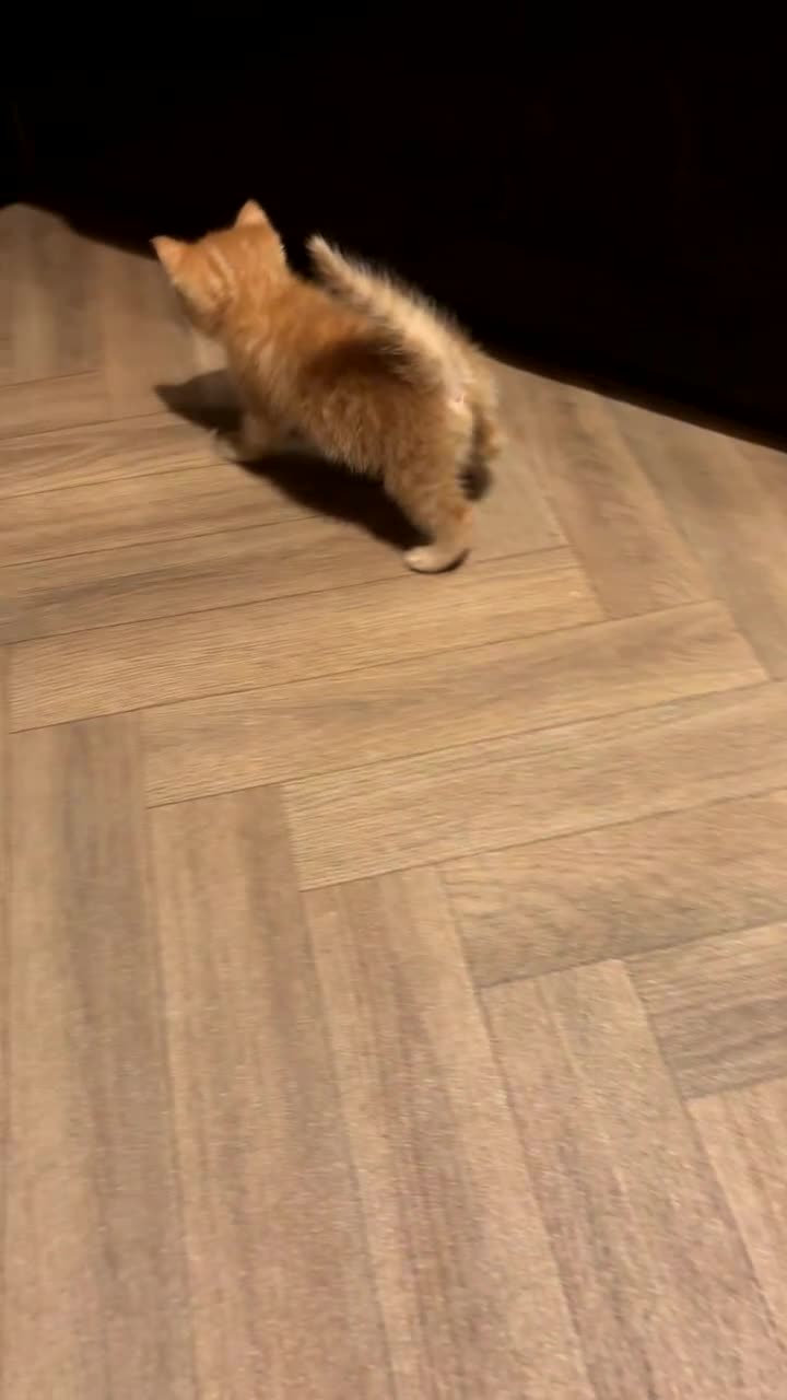 Mixed Breed cats for sale: Calico cross tabby  - Video 3