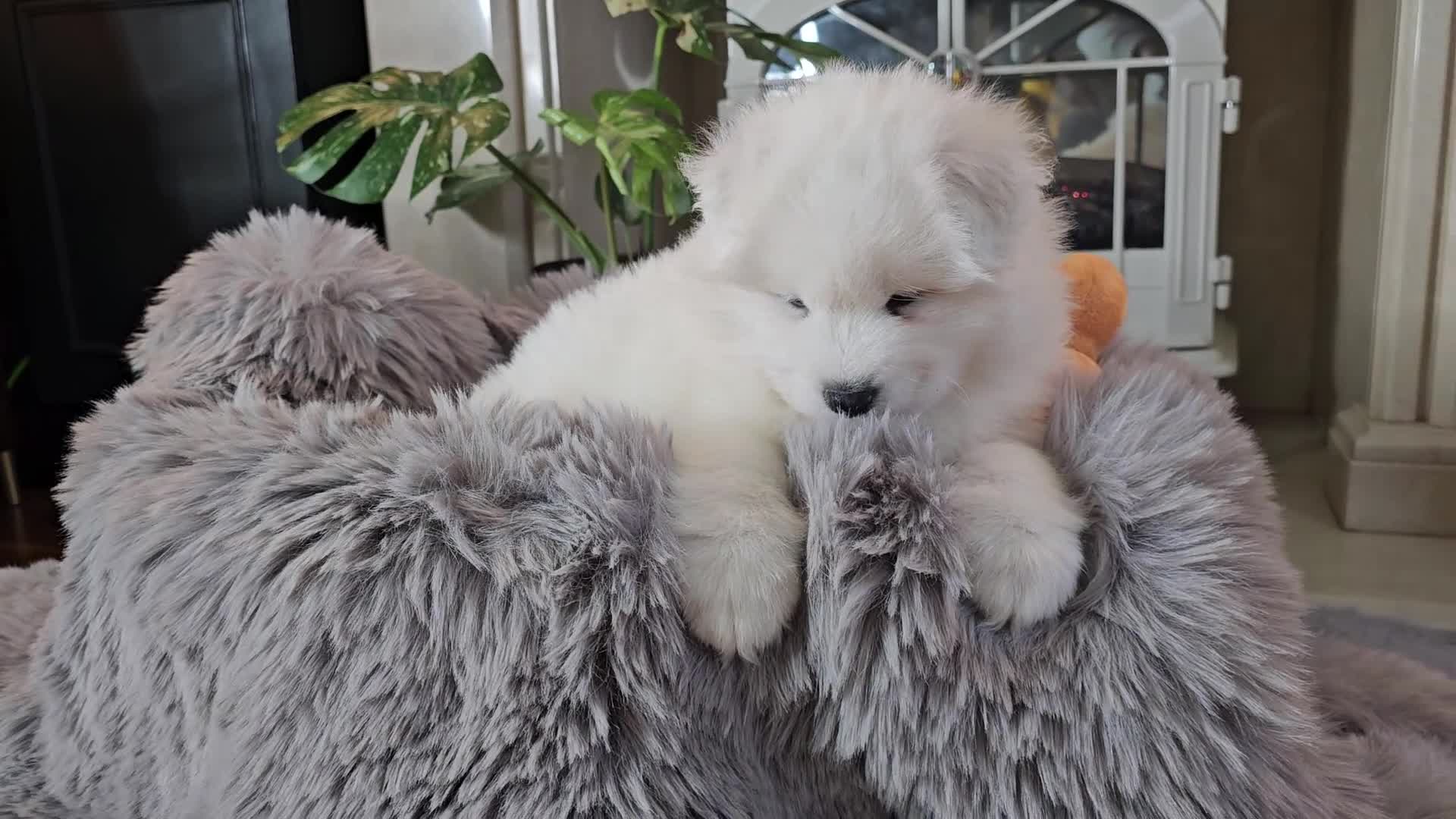 Samoyed dogs for sale: ⭐ EXCEPTIONAL BEAR-HEAD PUPPIES ⭐Champion Heritage - Video 3