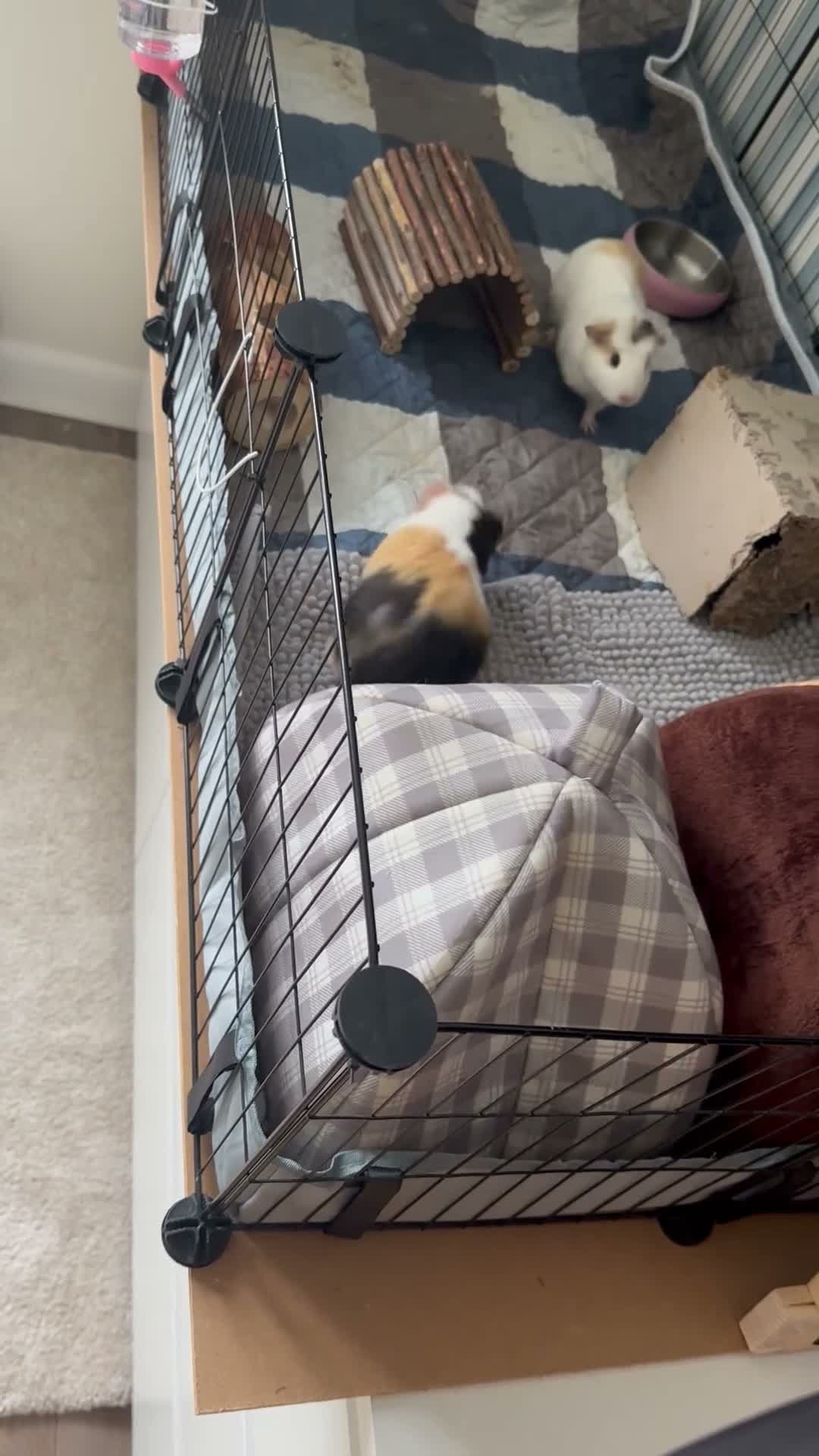 Guinea Pig rodents for sale: 2 Female Guinea pig sisters - Video 3