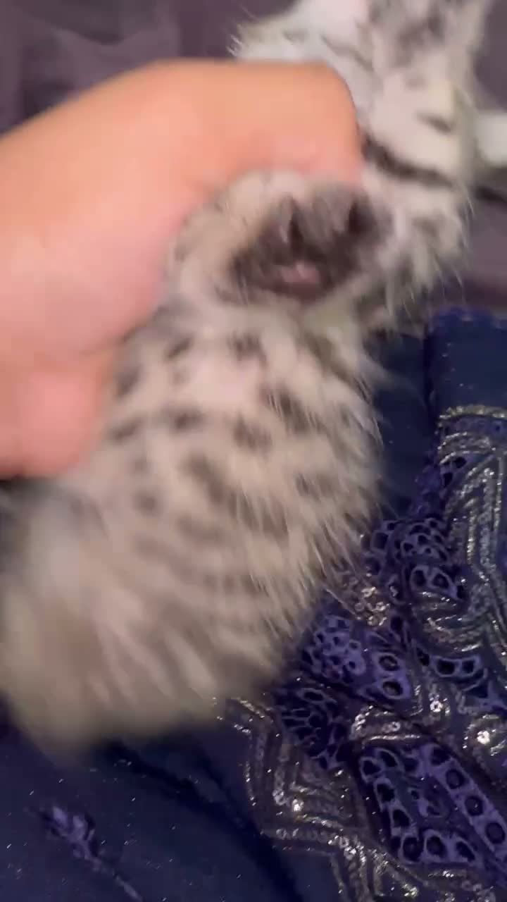 British Shorthair cats for sale: British short hair, male - Video 1