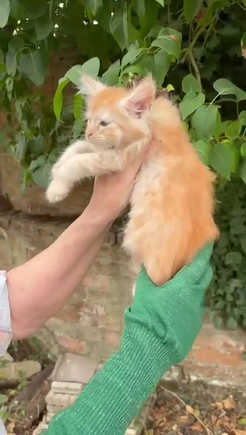 Maine Coon cats for sale: Red Maine coon female kittens, TICA reg - Video 2