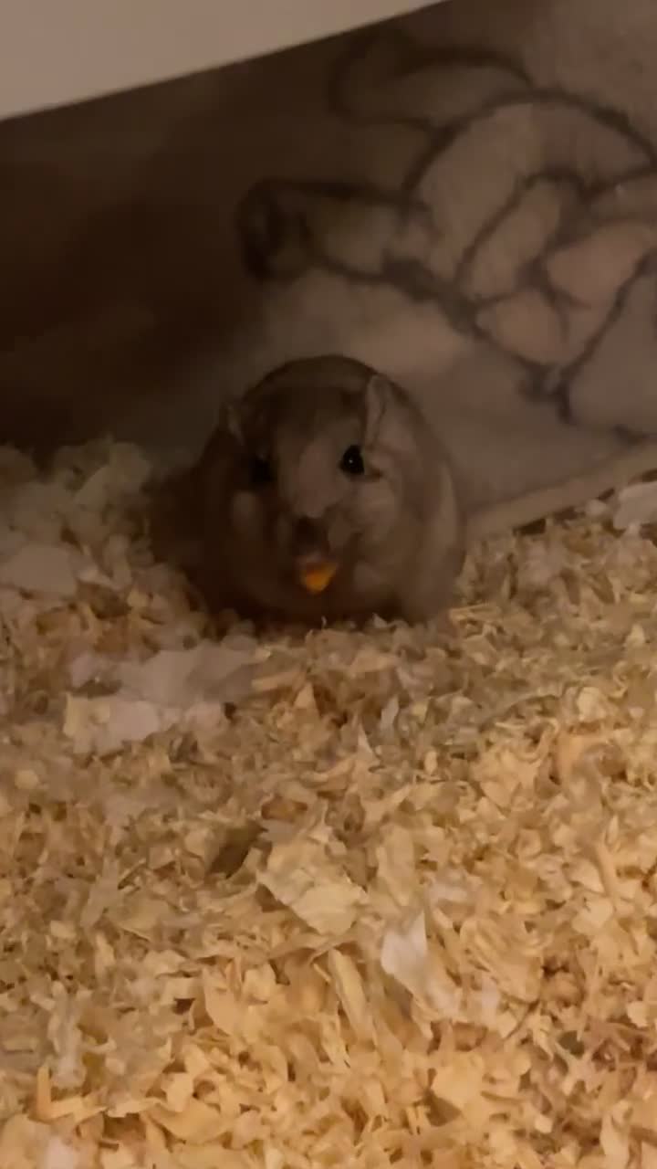Gerbil rodents for sale: 2 male gerbils for sale  - Video 2