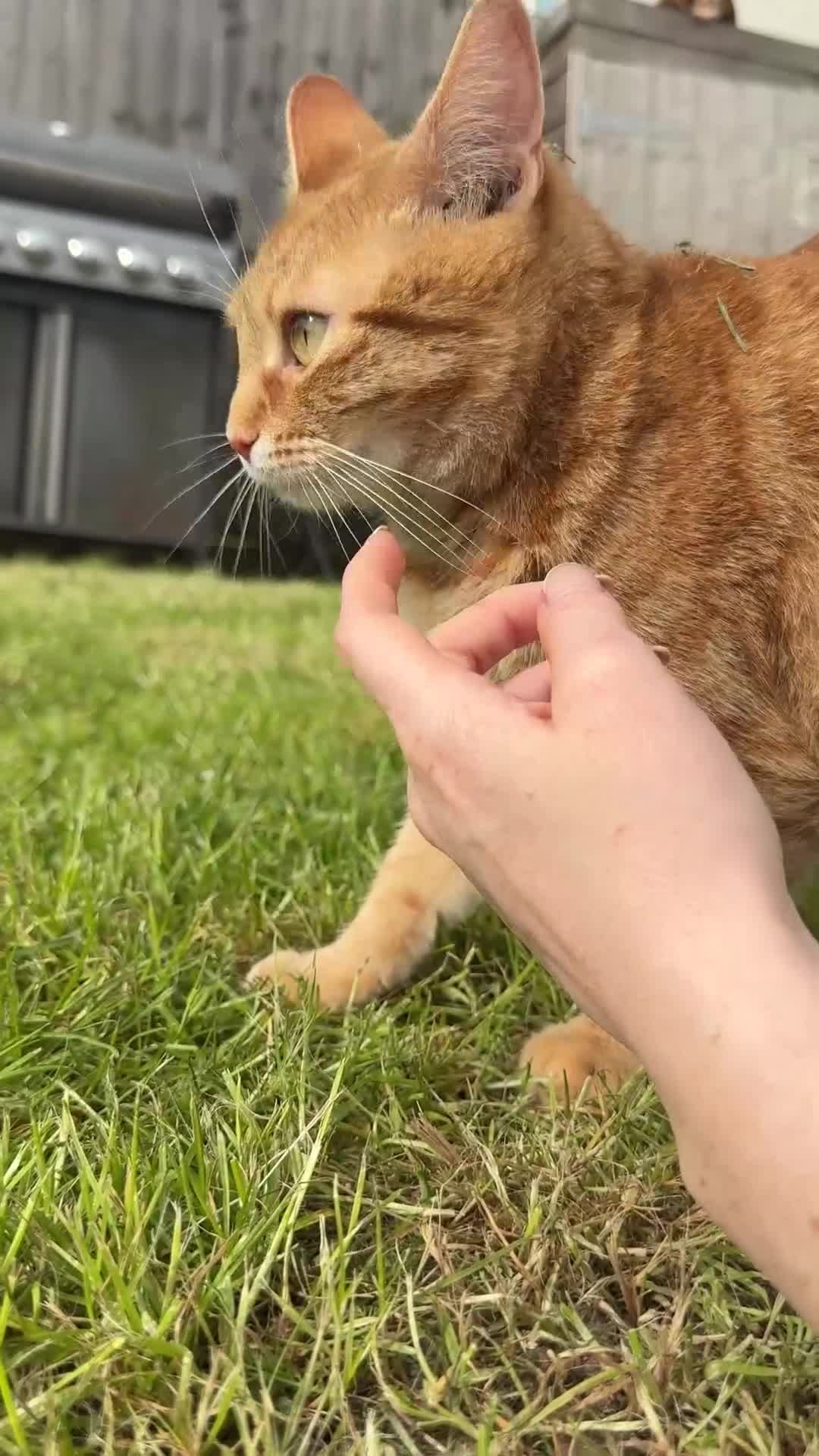 Mixed Breed cats for sale: Ginger female adult cat needing a new home - Video 1