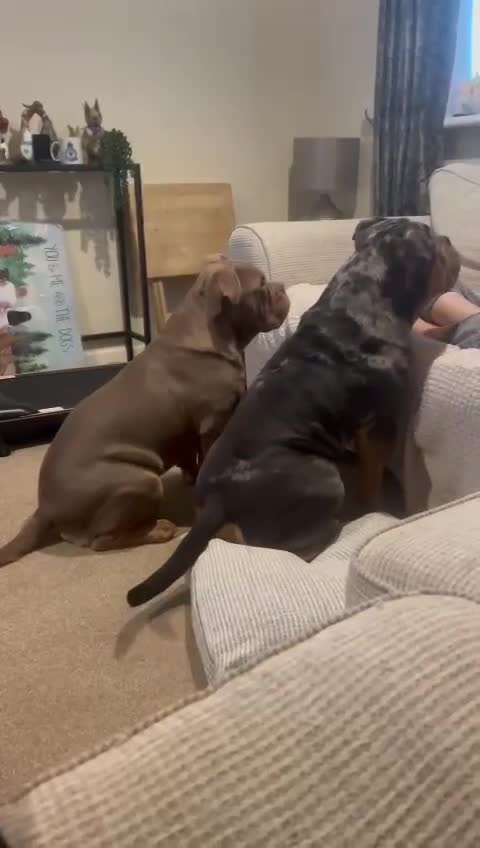 Olde English Bulldogge dogs for stud: Bullplanet's King Titan DNA/BVA Eye/BVA Hip/Elbow in Northallerton - Video 3