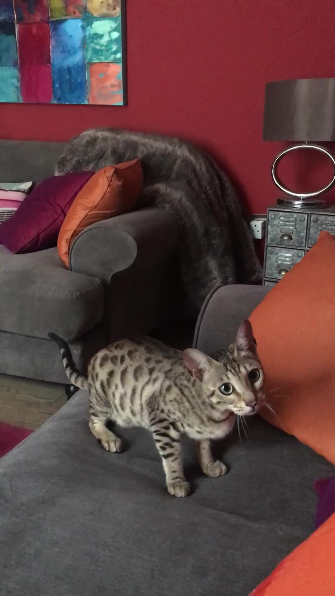 Savannah cats for sale: Glorious Savannah Babies - 1 Boy left - Video 1