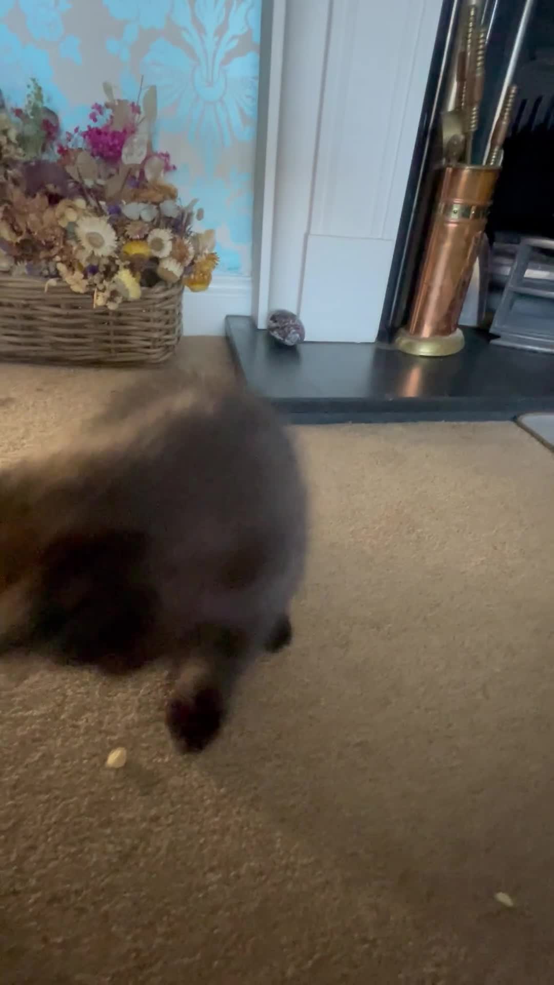 British Shorthair cats for sale: British shorthair chocolate brown mocha kitten - Video 1