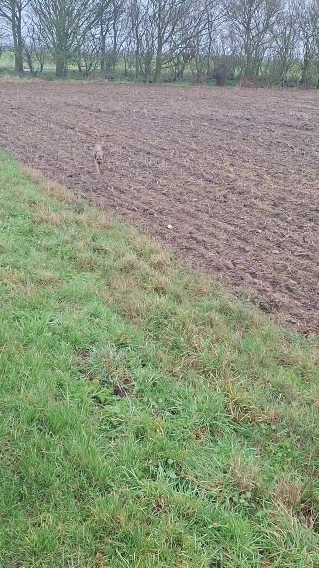 Border Terrier dogs for stud: Proven Stud in Lincolnshire  - Video 1