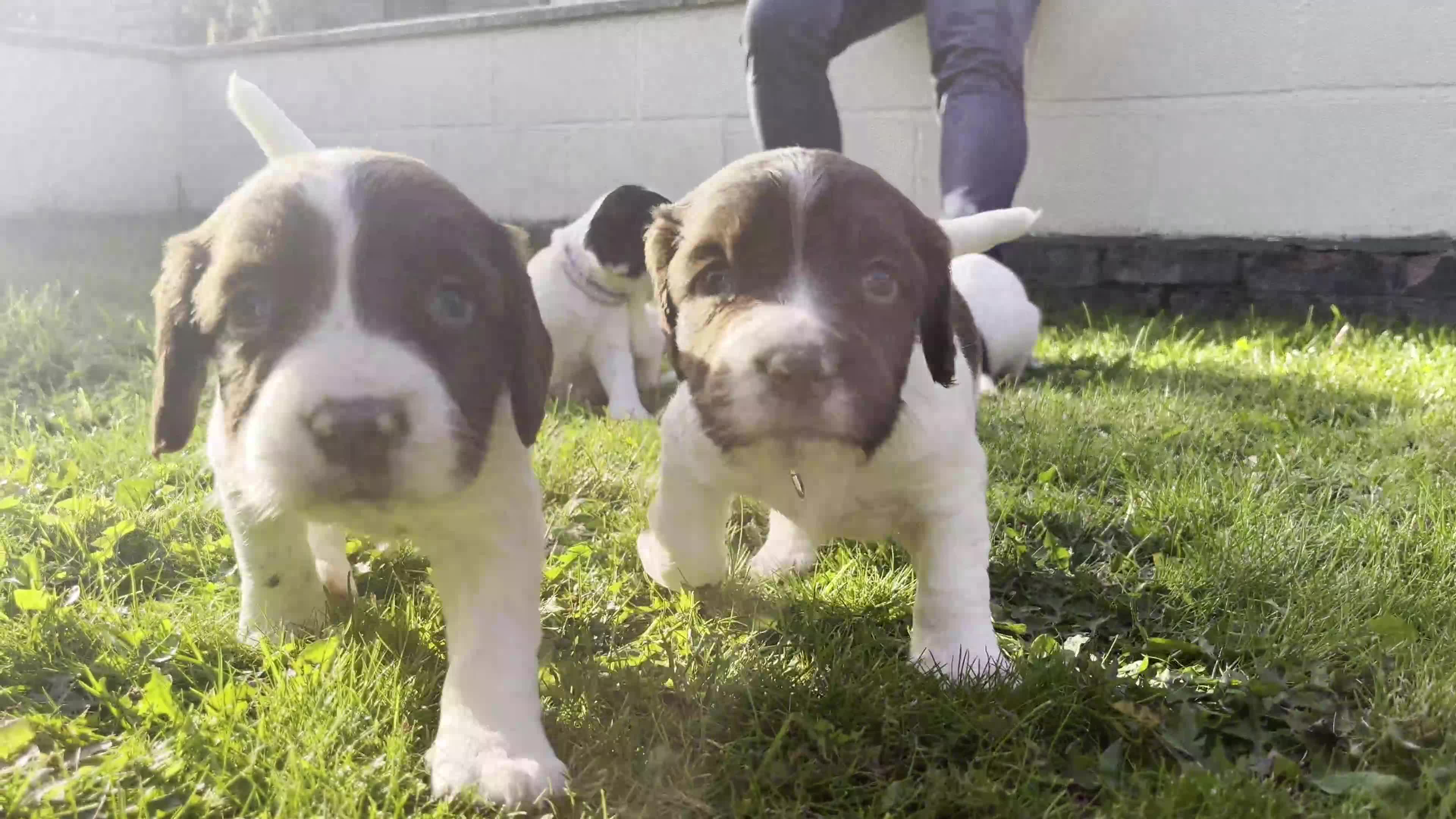 Sprocker dogs for sale: Sprocker Puppies - Video 2