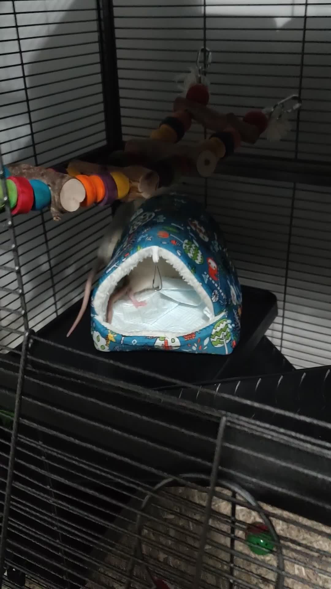 Rat rodents for sale: 1 dumbo Rex and 2 Dumbo all female 6 months old  in Birmingham - Video 2