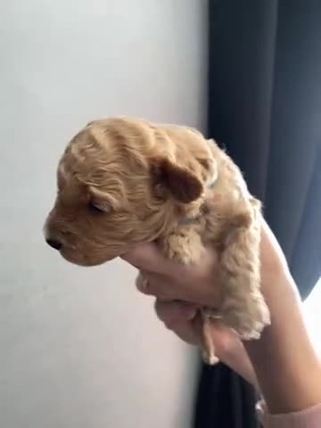 Poochon dogs for sale: 🐶🐾 4 STUNNING POOCHON PUPS 🐾🐶 - Video 3