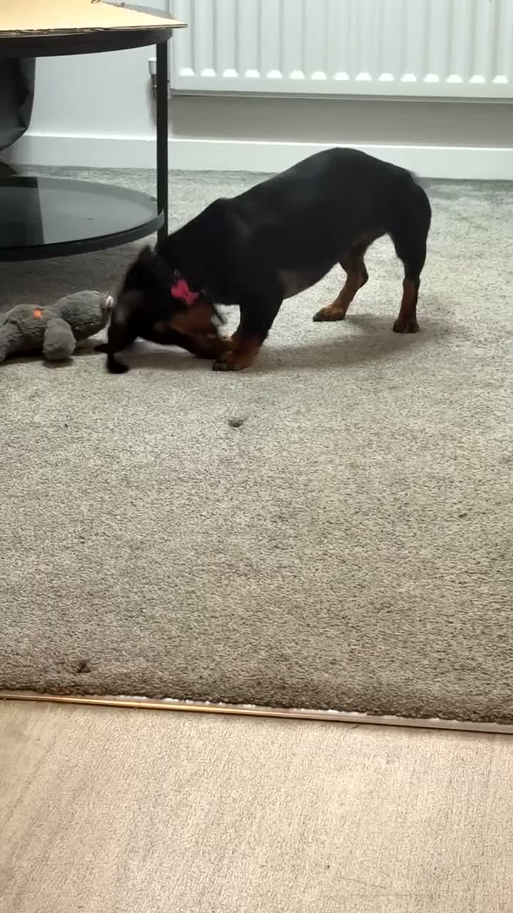 Dachshund dogs for sale: Cola  - Video 1