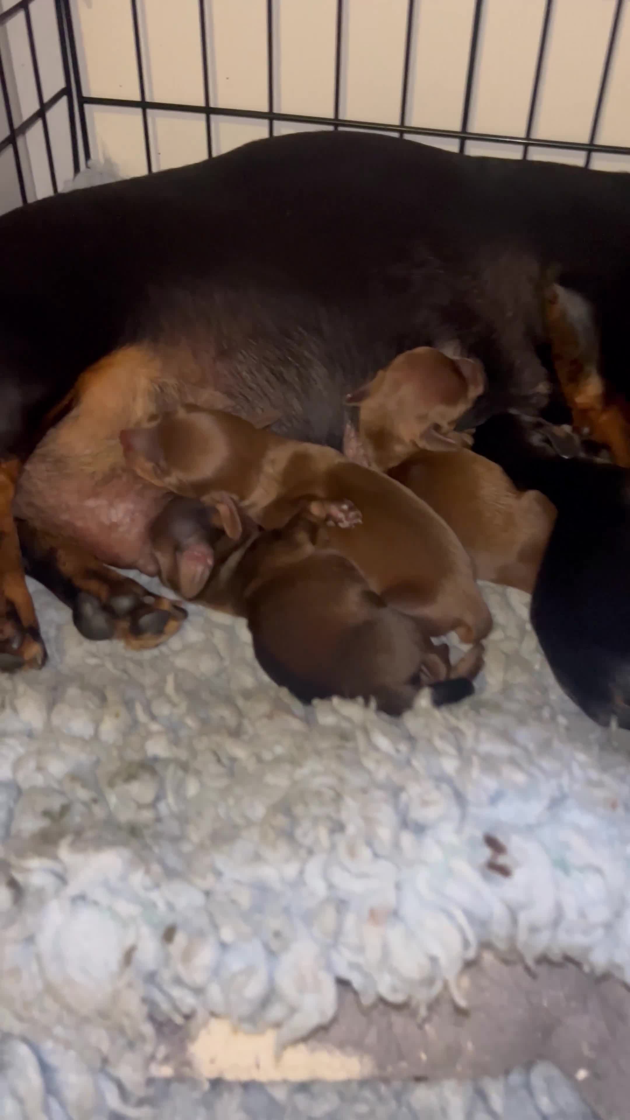 Miniature Dachshund dogs for sale: Kennel club registered litter of 4 pups - Video 1