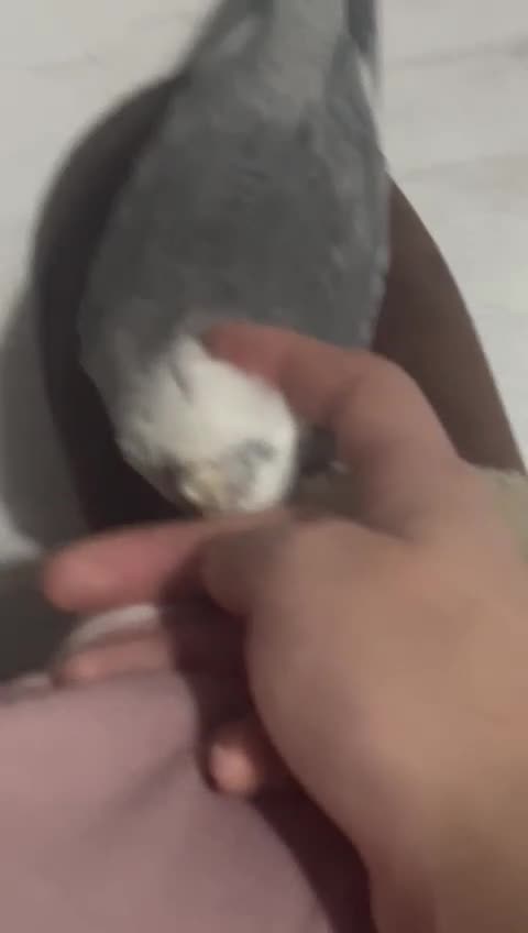 Cockatiels birds for sale: Cockatiels - Video 1