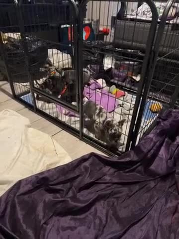 Mixed Breed dogs for sale: Mrs W - Video 1