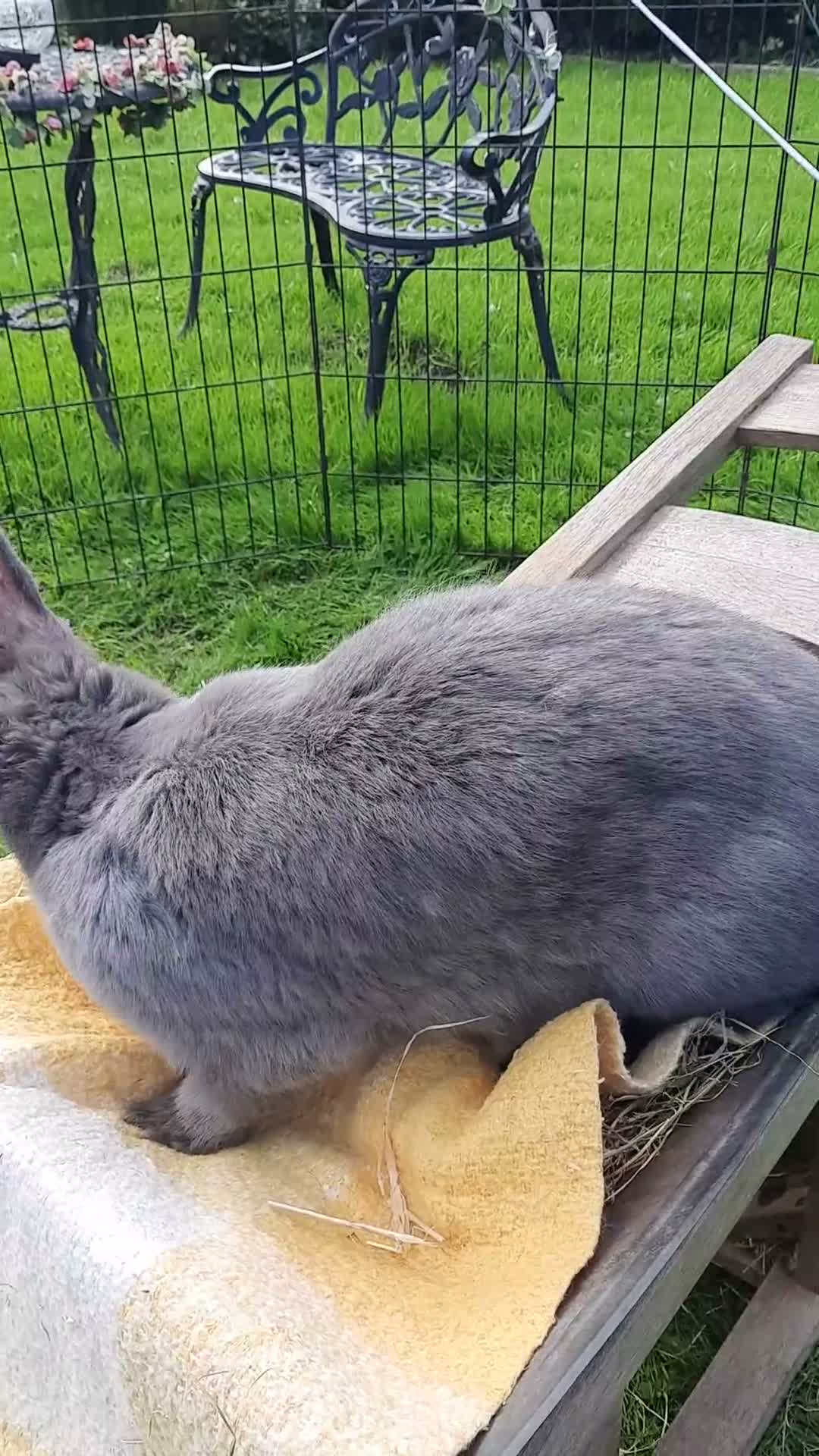 Continental Giant rabbits for sale: Beautiful Pure Giant Continentals Babies - Video 1
