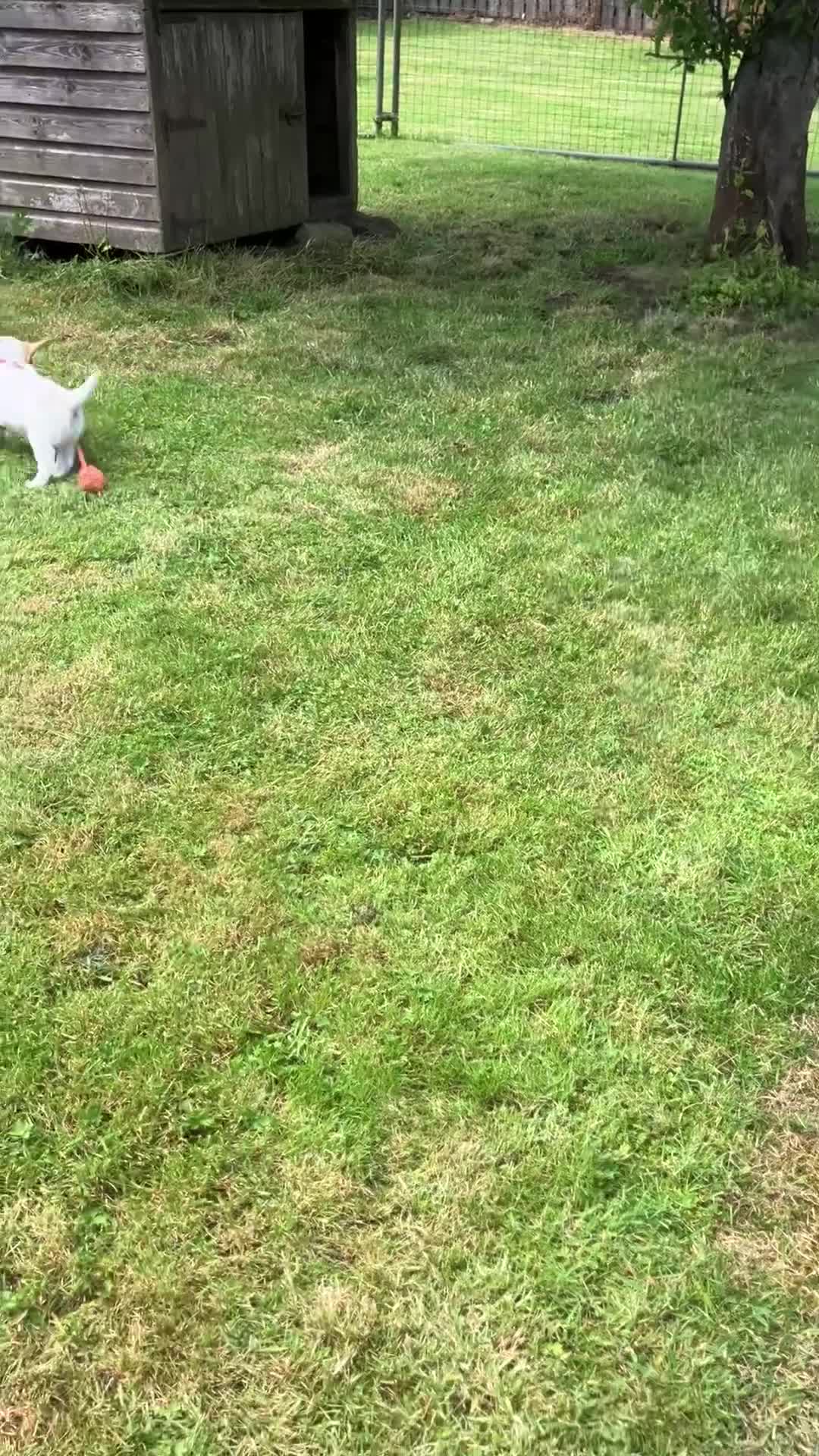 Cocker Spaniel dogs for sale: Working Cocker Spaniels, KC Reg & DNA clear - Video 1