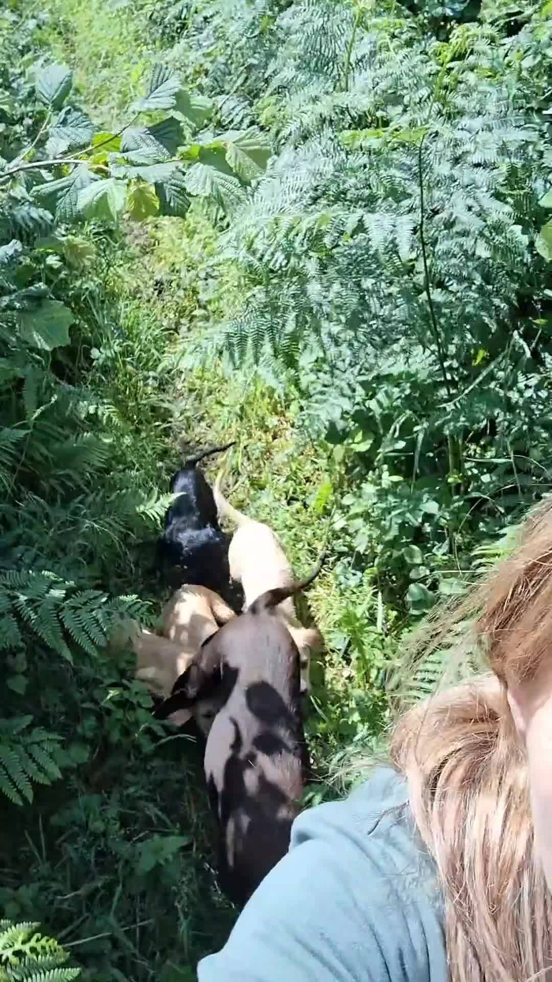 Labrador Retriever dogs for sale: Labrador Pups in Pontypool - Video 2