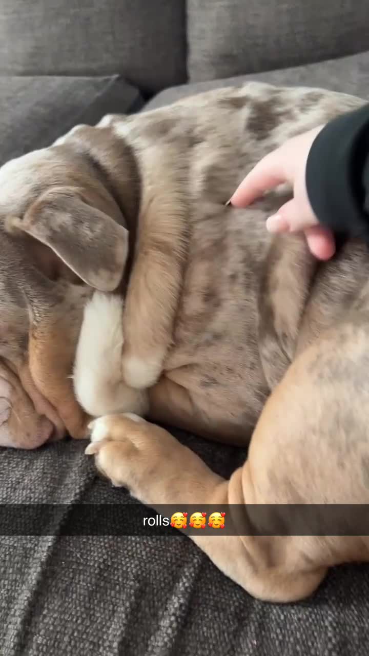 Olde English Bulldogge dogs for sale: olde english bulldog boy - Video 1