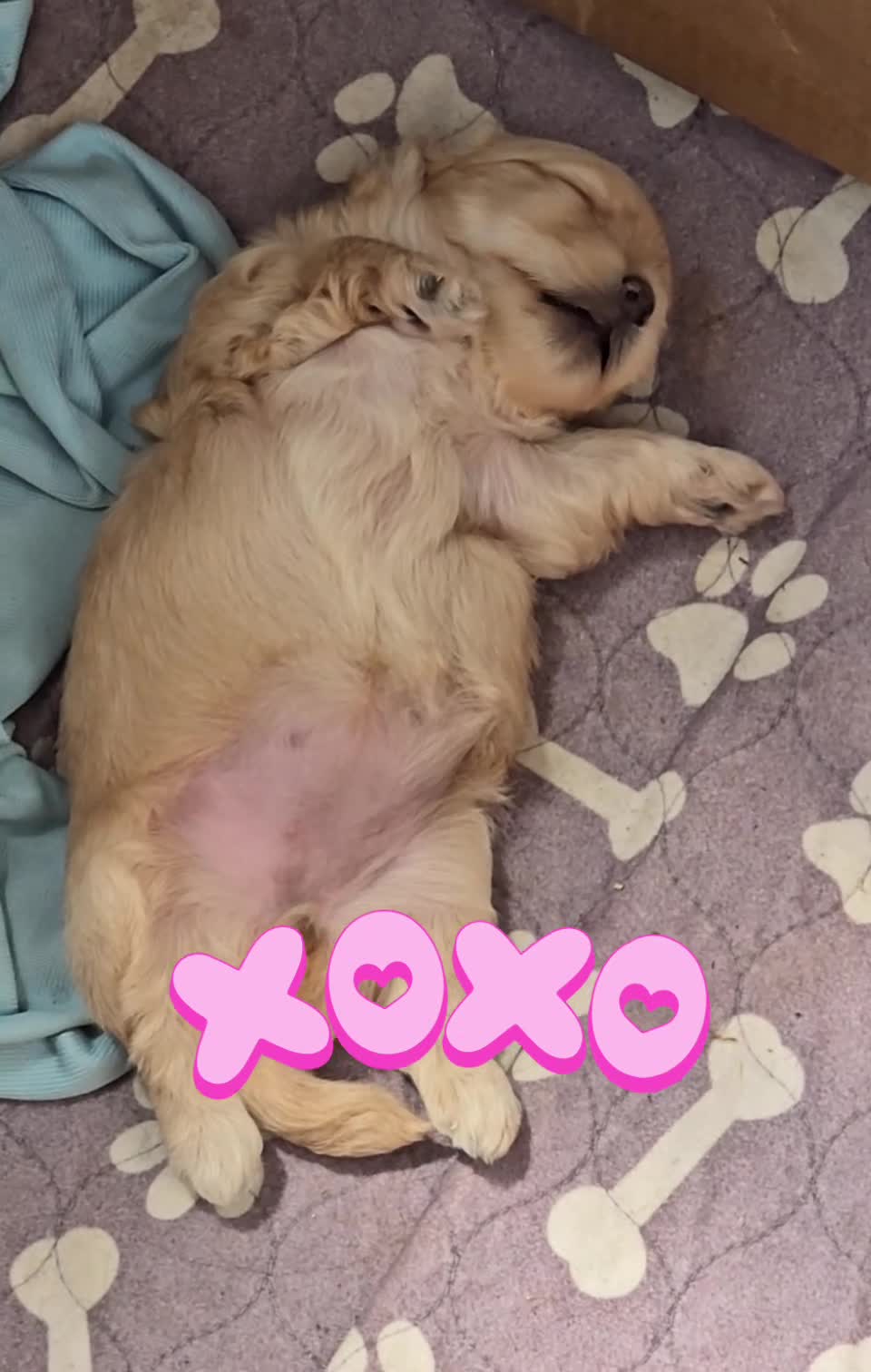 Maltipoo dogs for sale: Super sweet F1 female maltipoo 5⭐️Council licensed - Video 1