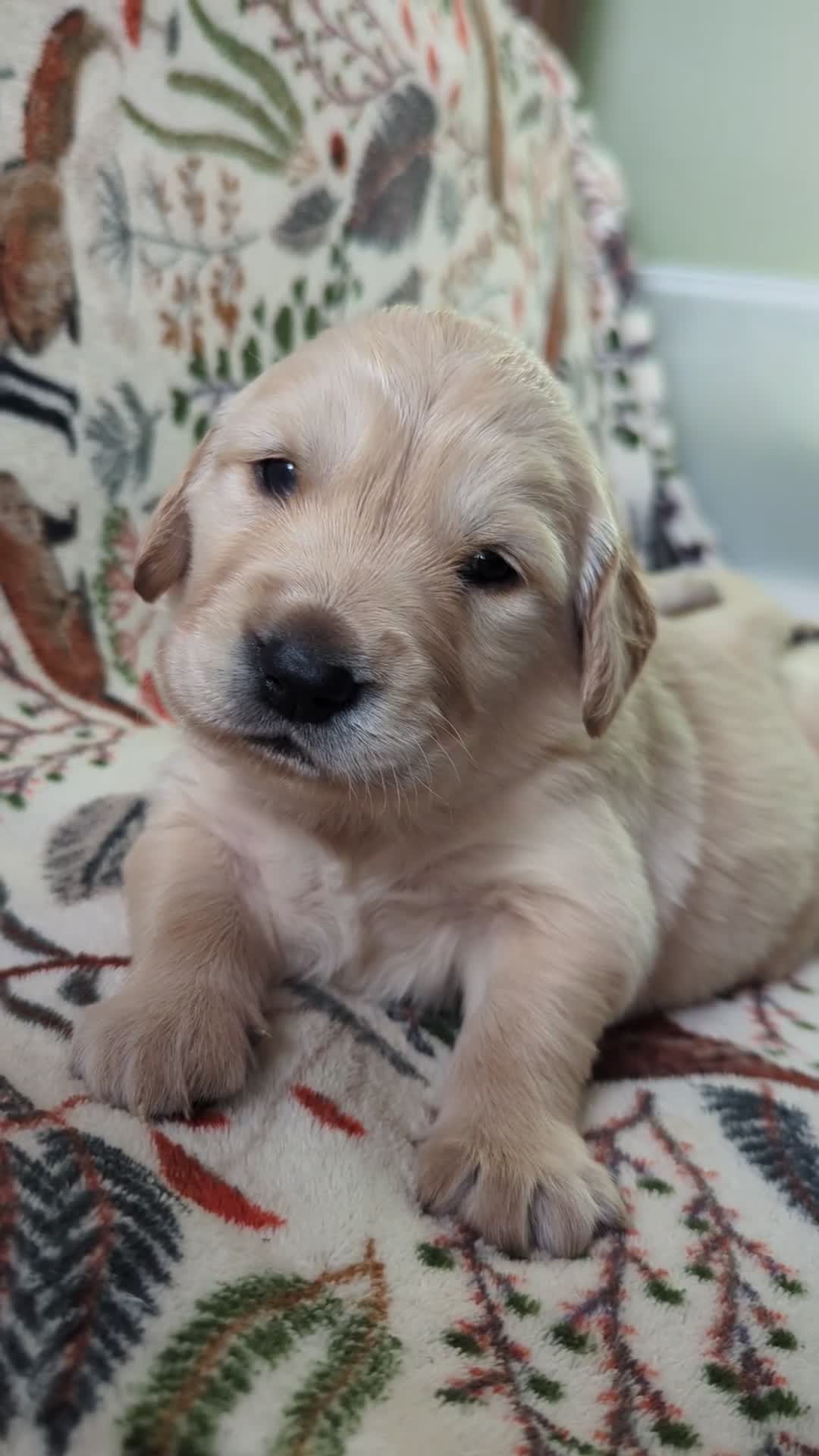 Golden Retriever dogs for sale: Chunky golden pups - Video 2