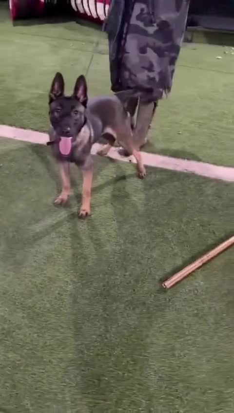 Mixed Breed dogs for sale: Bullet   - Video 2