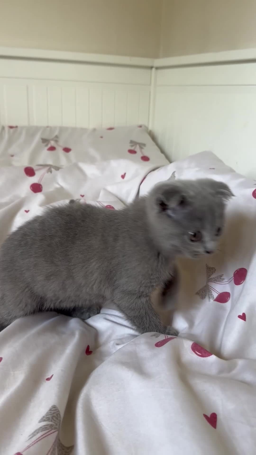 Scottish Fold cats for sale: Gorgeous Scottish Fold kittens TWO LEFT! READY NOW - Video 2