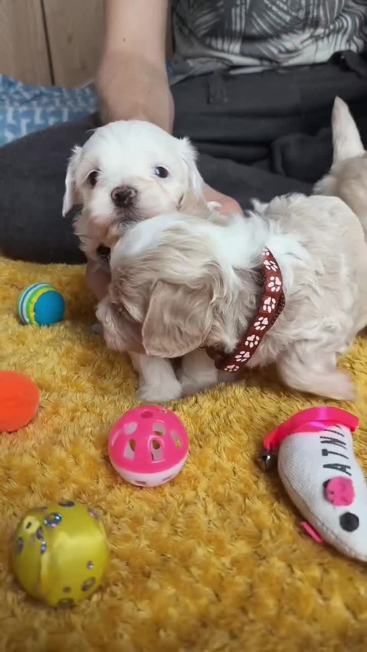 Maltipoo dogs for sale: F2 Mini Maltipoo,Toy size 4 boys - Video 1