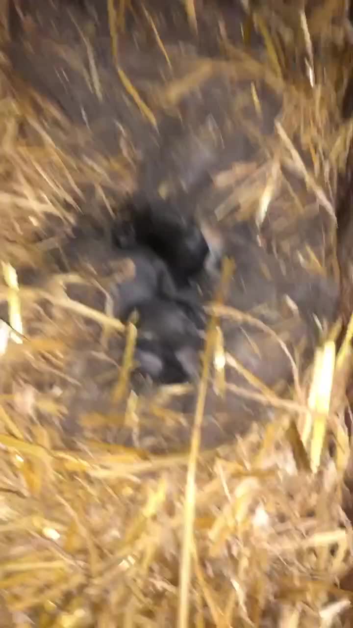 Continental Giant rabbits for sale: Continental giants  - Video 2