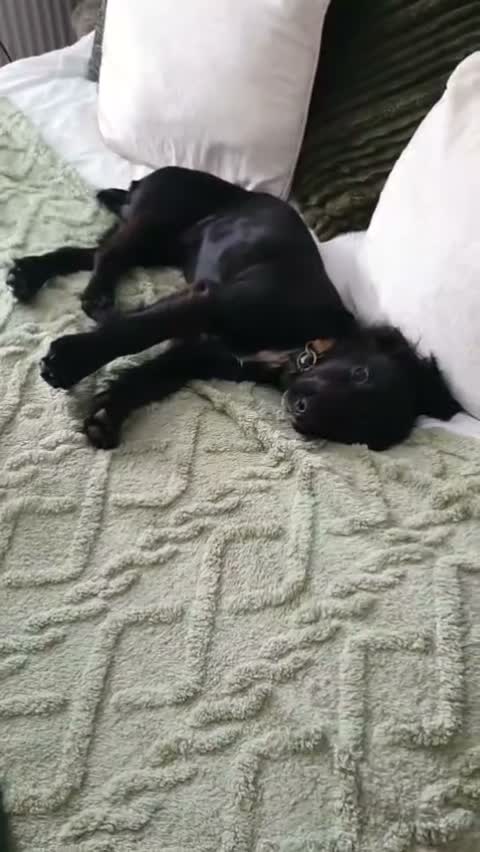 Cocker Spaniel dogs for stud: Cocker spaniel English - Video 1