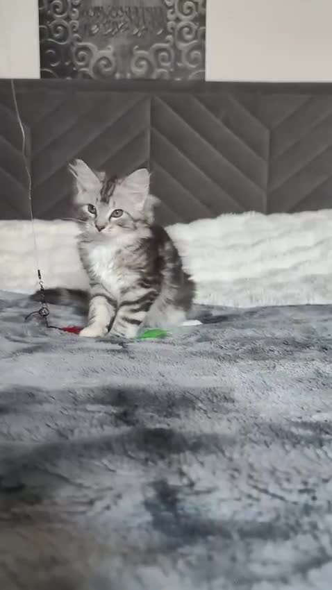 Maine Coon cats for sale: European Mainecoon Mix ragdoll kittens  in Glasgow - Video 3
