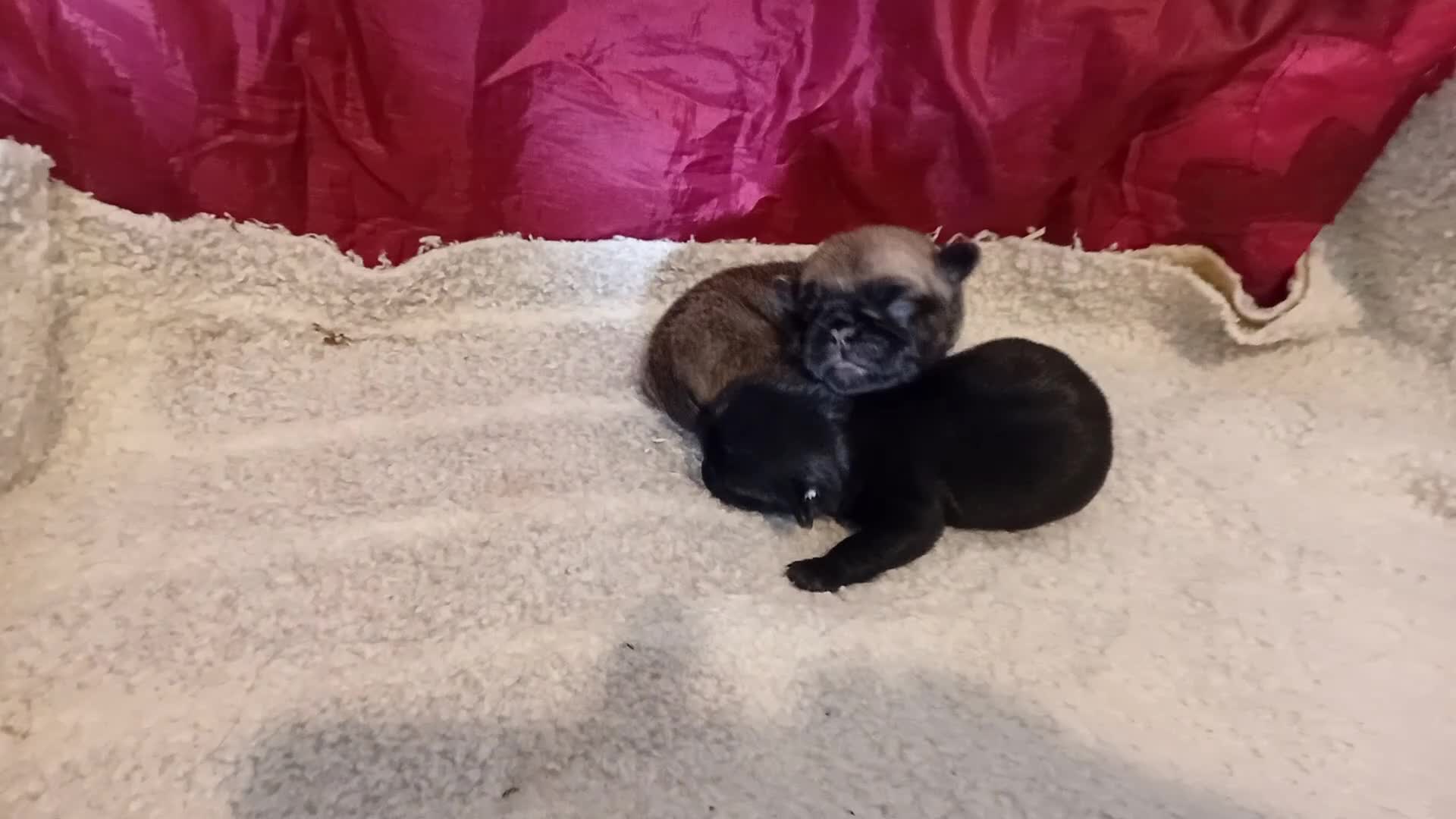 Pug dogs for sale: Girl pug  - Video 1