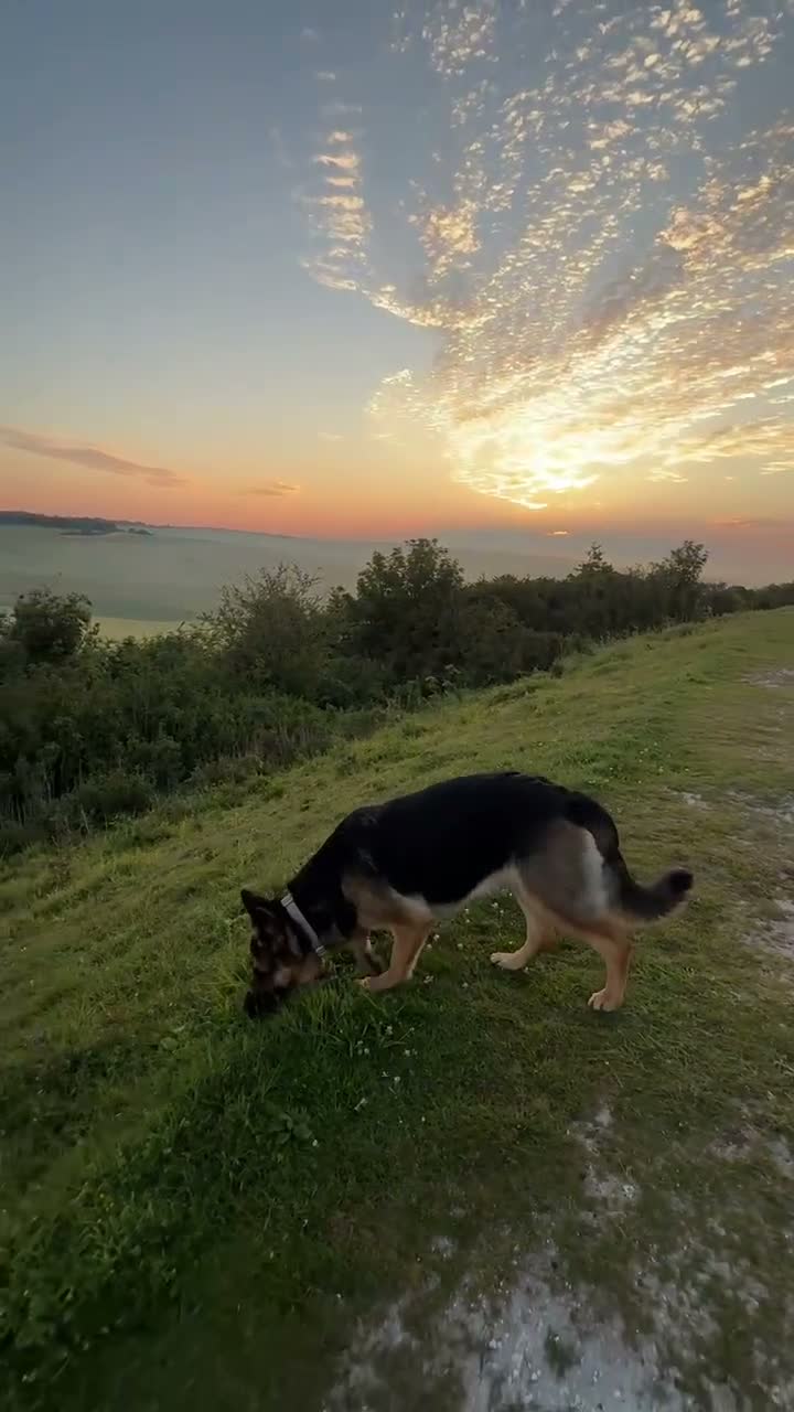 German Shepherd dogs for sale: Home needed for 2 year old German Shepherd  in Horsham - Video 2