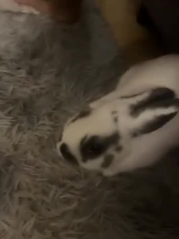 Netherland Dwarf rabbits for sale: Male rabbit for rehome  in Chester - Video 2