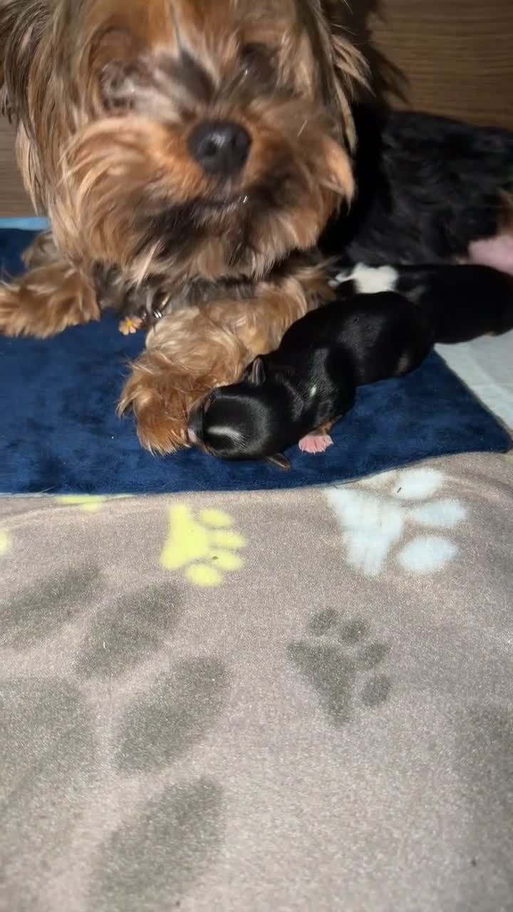 Mixed Breed dogs for sale: biewer x yorki puppies - Video 2