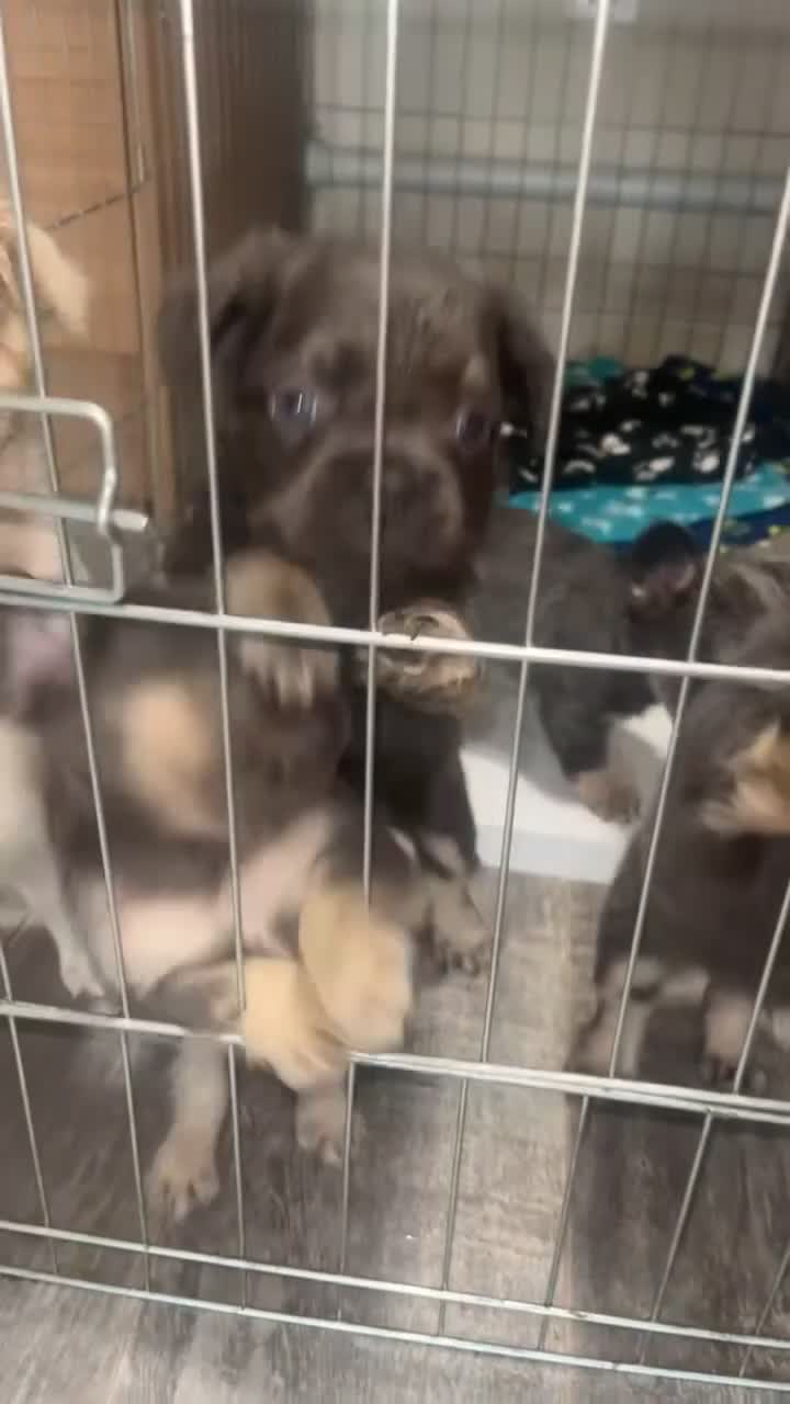 French Bulldog dogs for sale: Fluffy Frenchbulldogs  - Video 2