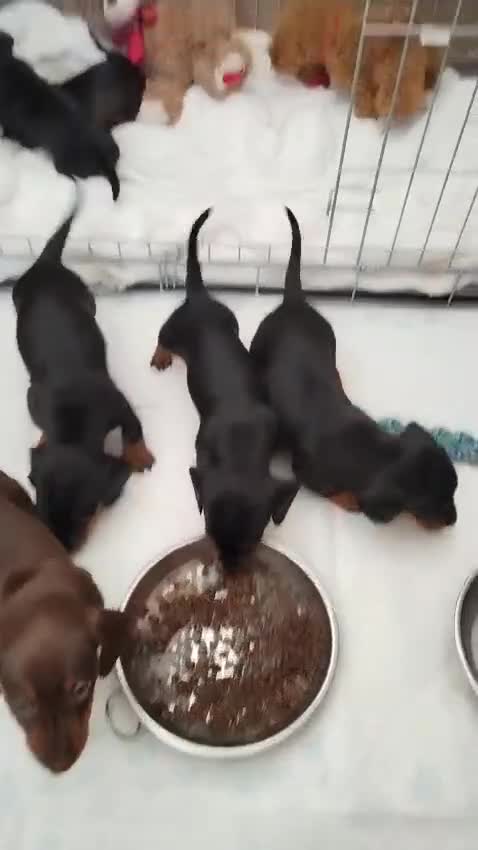 Miniature Dachshund dogs for sale: Mini dachshund  - Video 1