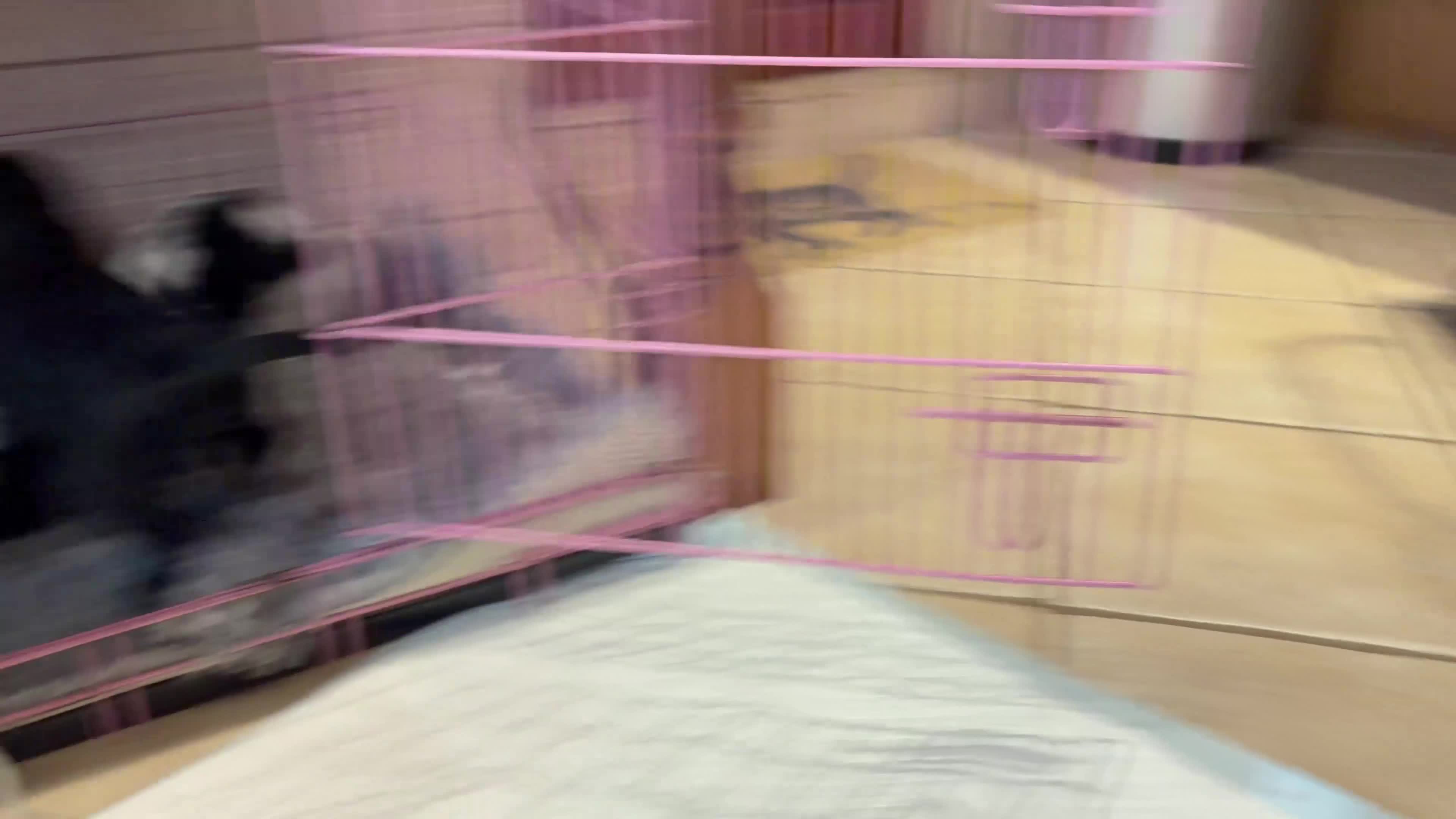 Cocker Spaniel dogs for sale: 2 left available Serbia import lines SHOW cockers  - Video 4