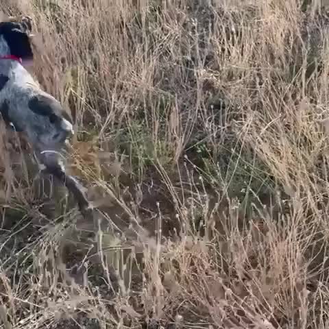 Brittany Spaniel dogs for sale: Brittanys for working homes or active homes - Video 3