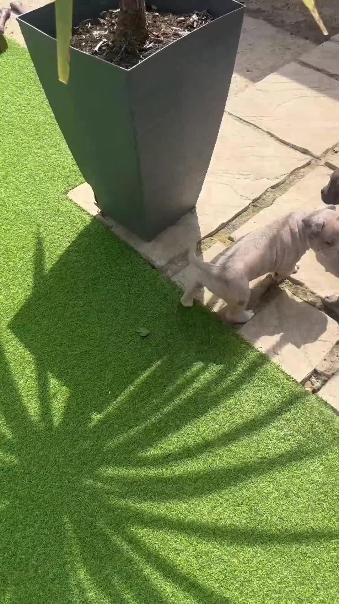 Mixed Breed dogs for sale: Staffordshire bull terrier x French bulldog Merle  - Video 1