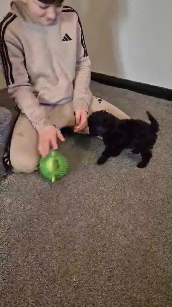 Toy Poodle dogs for sale: Toy Poodle boy READY NOW (kc activity reg) - Video 1