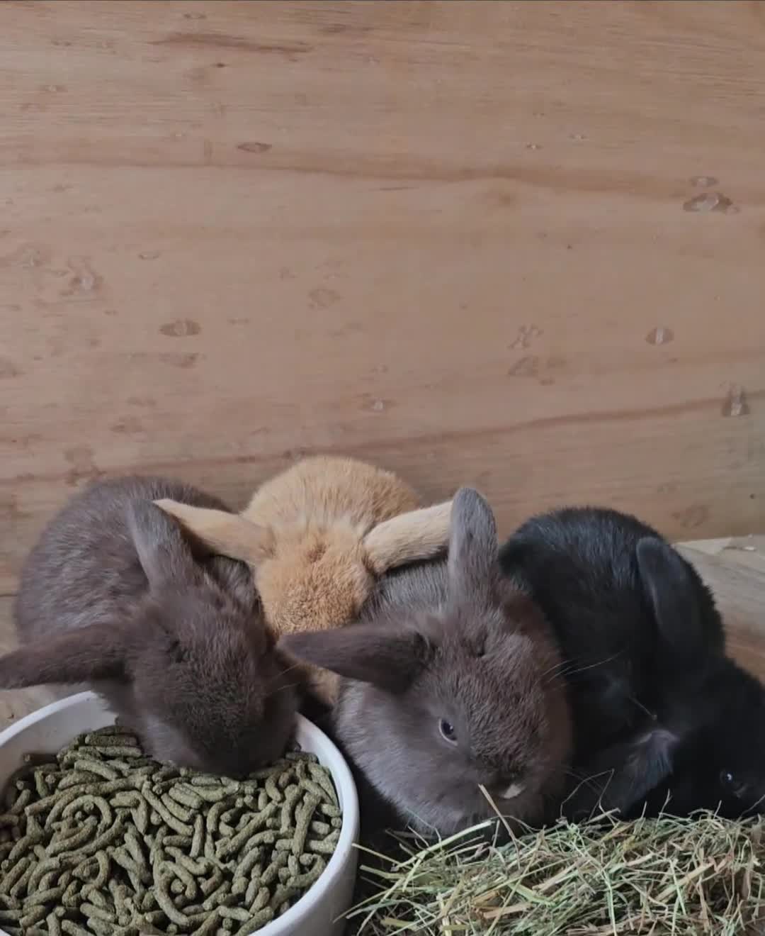 Mini Lop rabbits for sale: Beautiful Mini Lop Babies 🐇🐇🐇 - Video 1