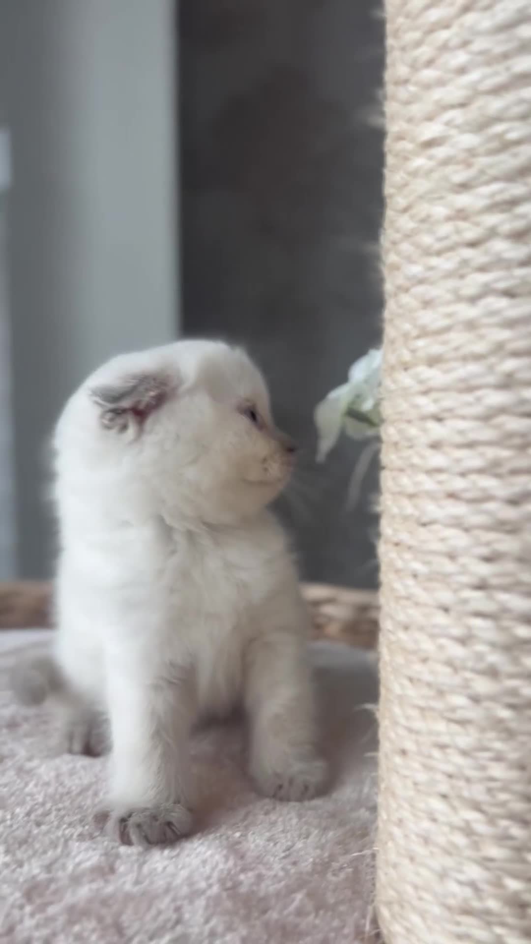 Scottish Fold cats for sale: ❣️Scottish Fold Kittens❣️ - Video 2