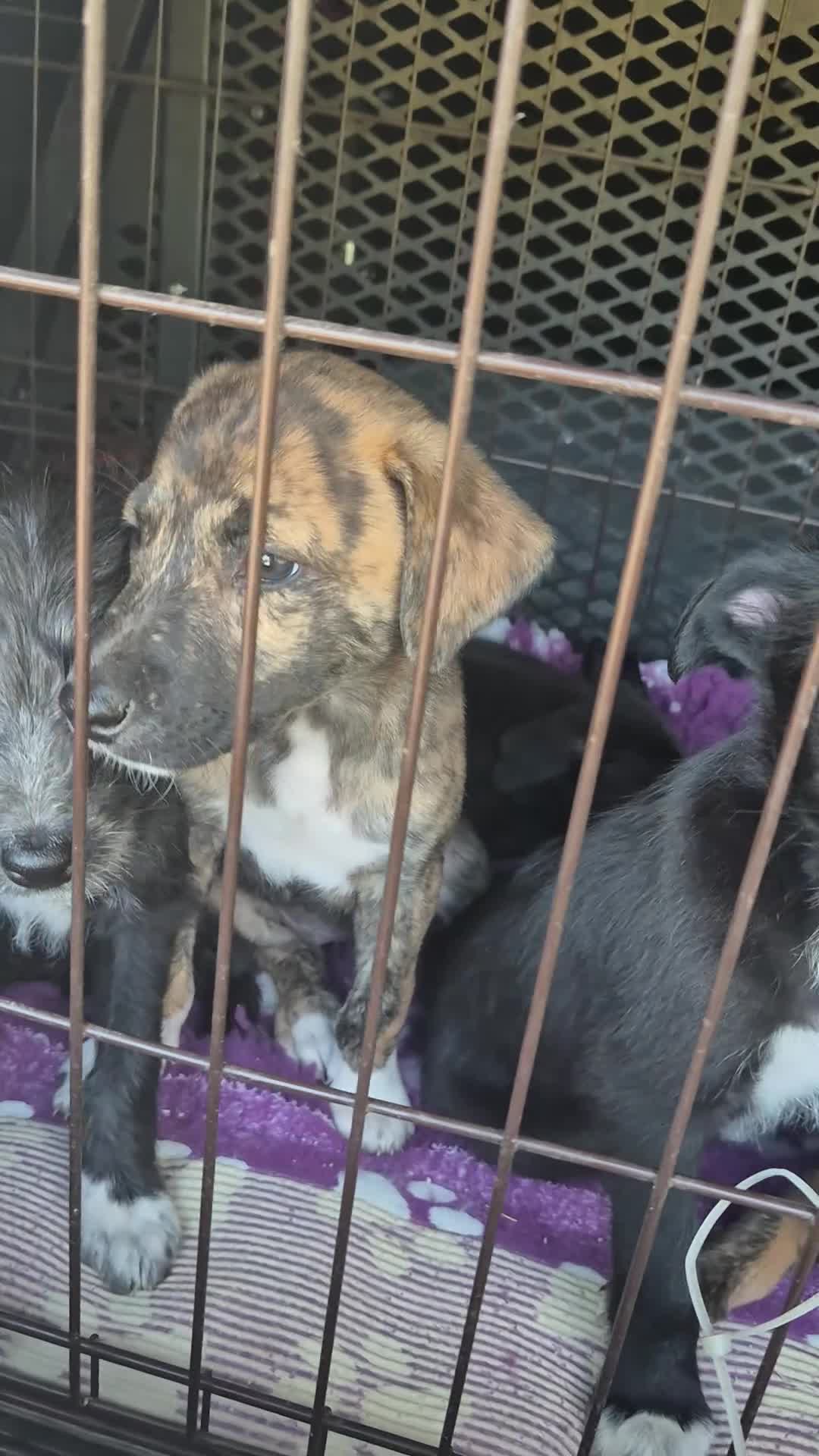 Lurcher dogs for sale: Lurcher Puppies  - Video 1